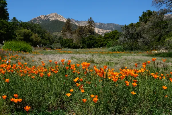 poppies in bloom at the edge of the Meadow