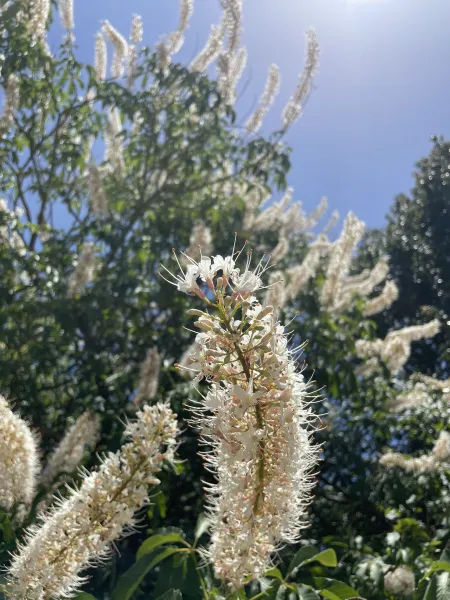 Buckeye flower close-up