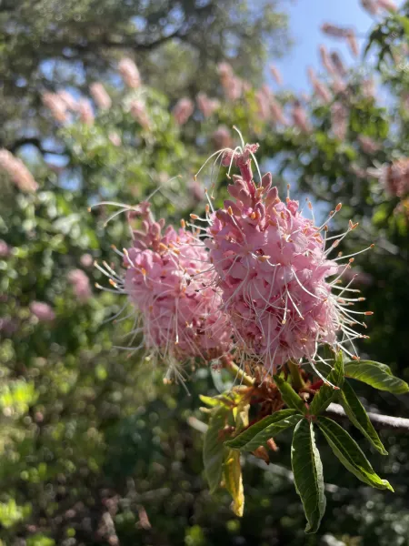 Buckeye flower close-up