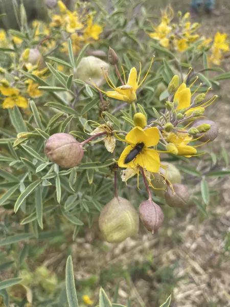 Bladderpod
