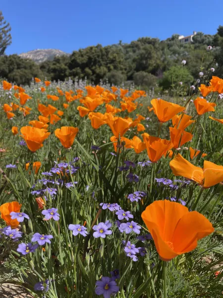 Poppies and Blue-eyed grass in the Santa Barbara Botanic Garden Meadow
