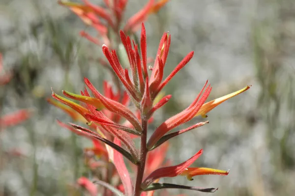 Castilleja affinis subsp. affinis