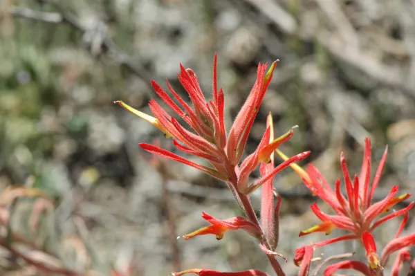 Castilleja affinis subsp. affinis