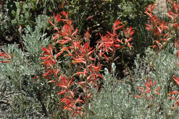 Castilleja affinis subsp. affinis