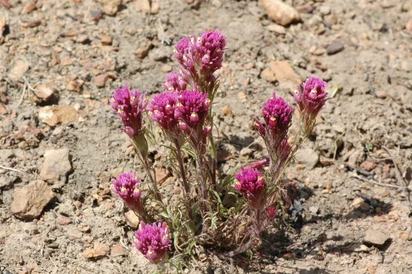 Castilleja exserta subsp. venusta