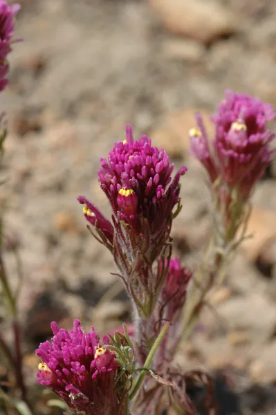 Castilleja exserta subsp. venusta