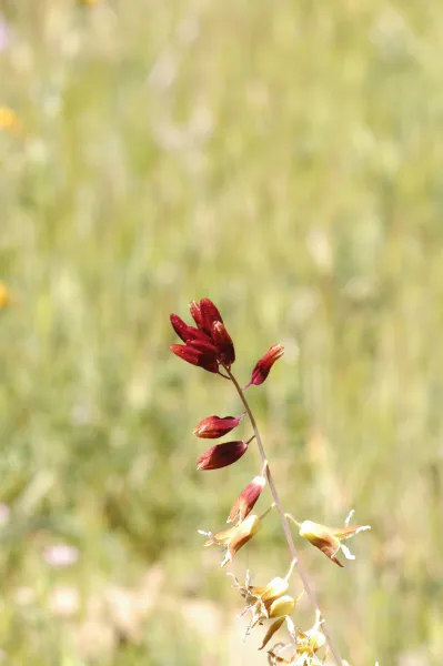 Caulanthus coulteri var. lemmonii