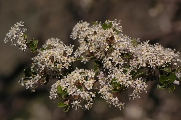 Ceanothus cuneatus