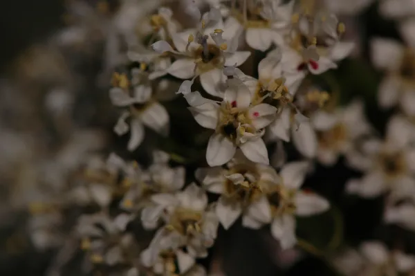 Ceanothus cuneatus