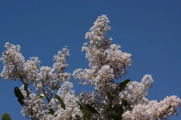 Ceanothus spinosus