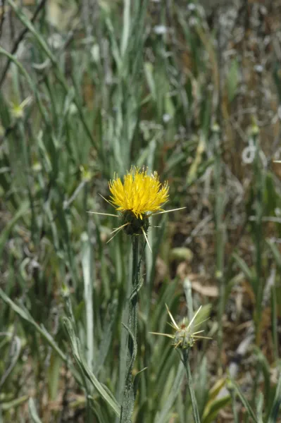Centaurea solstitialis