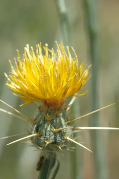 Centaurea solstitialis