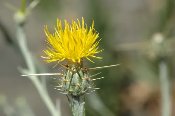 Centaurea solstitialis