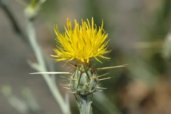 Centaurea solstitialis