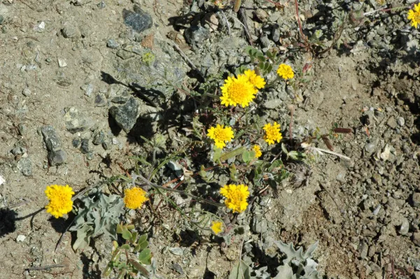 Chaenactis glabriuscula var. glabriuscula