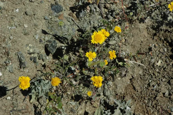 Chaenactis glabriuscula var. glabriuscula