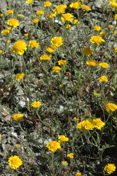 Chaenactis glabriuscula var. glabriuscula