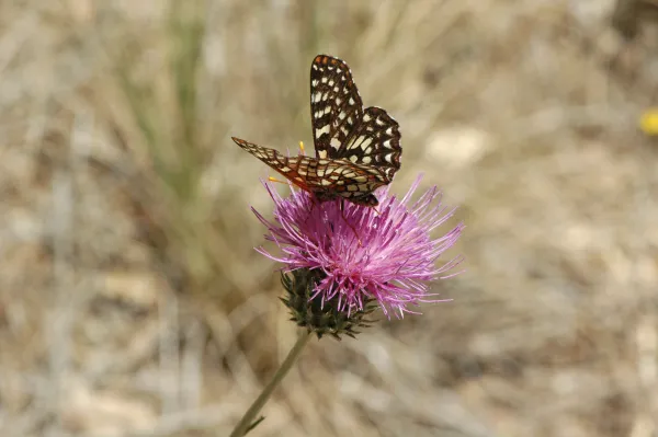 Swallowtail butterfly pollinating Cirsium occidentale var. californicum