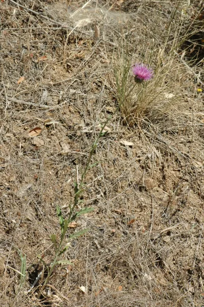 Cirsium occidentale var. californicum