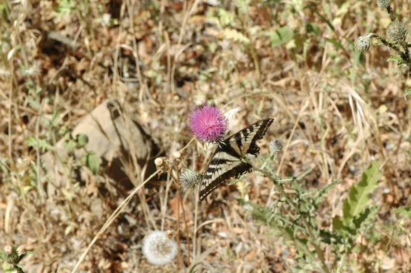 Cirsium occidentale var. californicum, Swallowtail butterfly