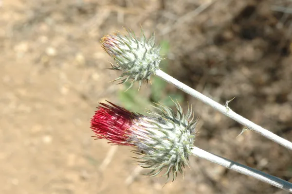 Cirsium occidentale var. venustum