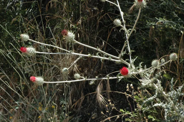Cirsium occidentale var. venustum