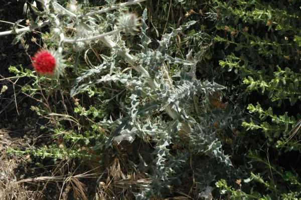 Cirsium occidentale var. venustum