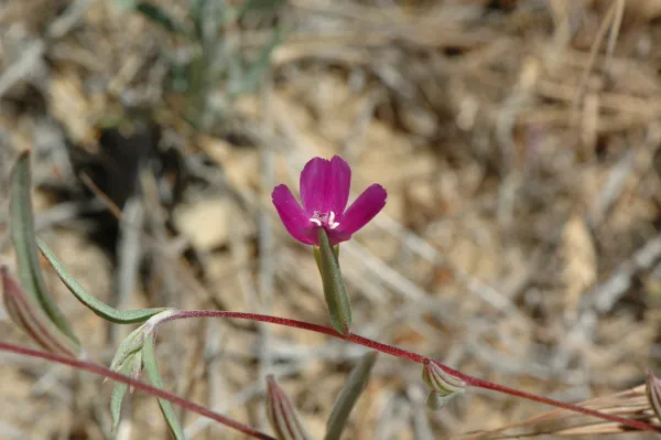 Clarkia purpurea ssp. quadrivulnera