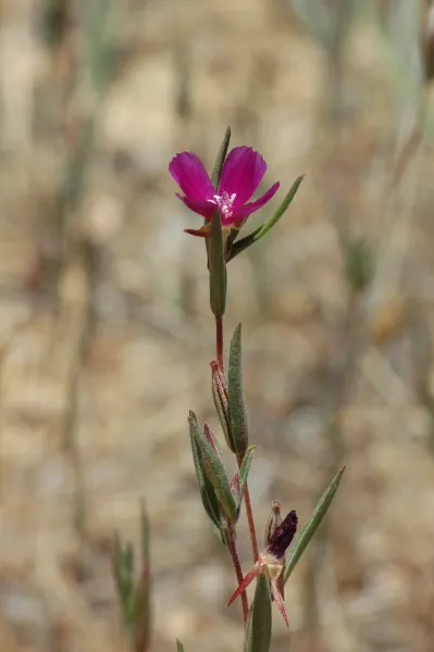 Clarkia purpurea ssp. quadrivulnera