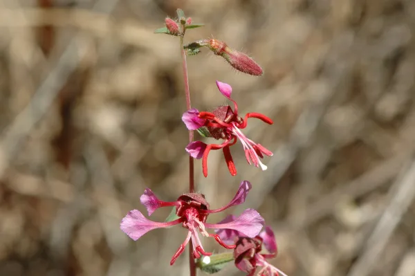 Clarkia unguiculata