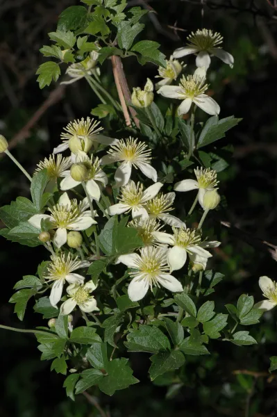 Clematis lasiantha