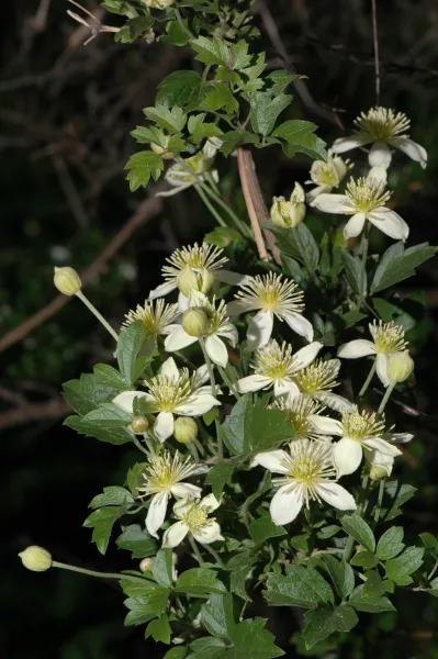 Clematis lasiantha