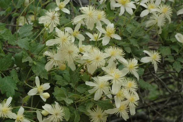 Clematis lasiantha