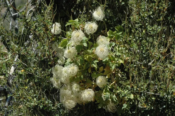 Clematis lasiantha