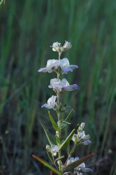 Collinsia heterophylla