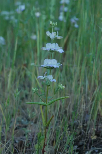 Collinsia heterophylla