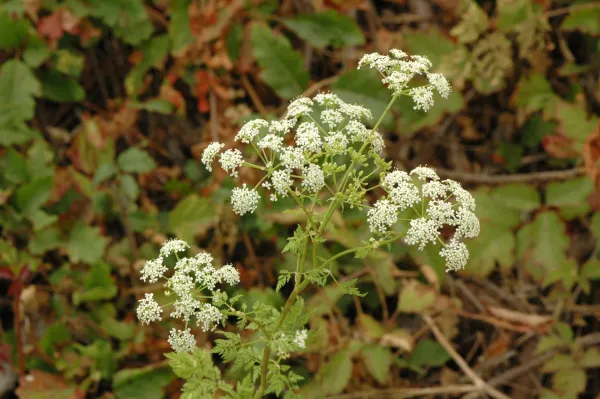 Conium maculatum