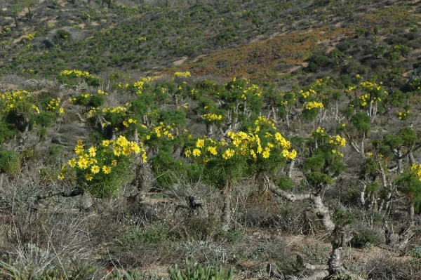 Coreopsis gigantea