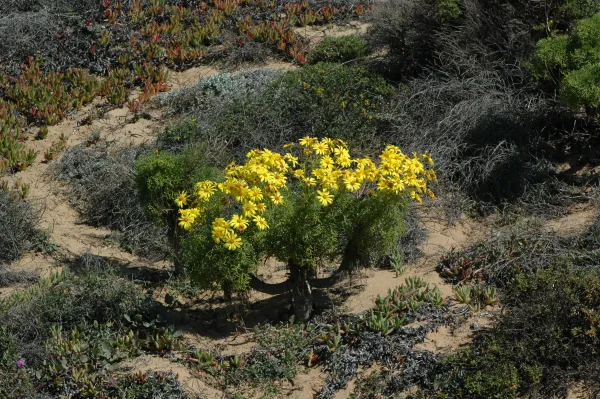 Coreopsis gigantea