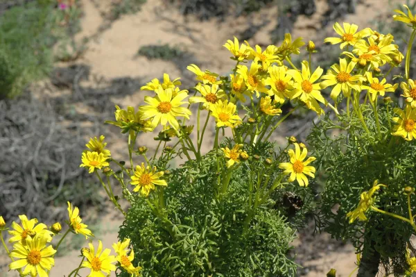 Coreopsis gigantea