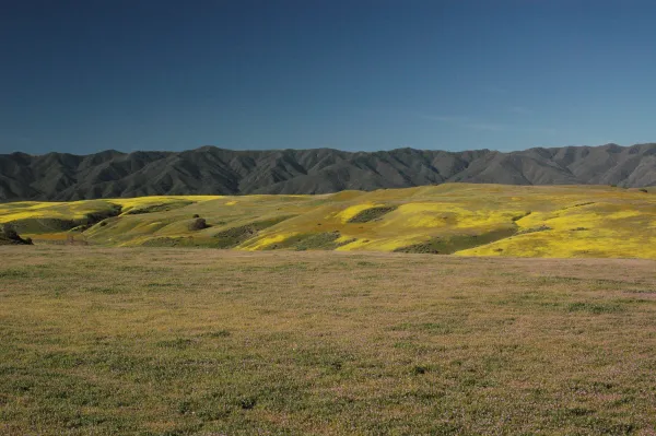 Cuyama Valley wildflower display