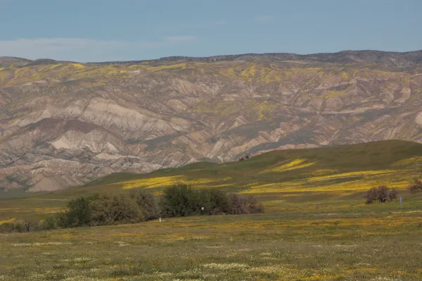Cuyama Valley wildflower display
