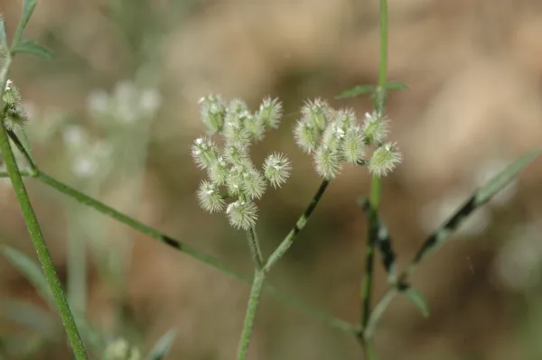 Daucus pusillus