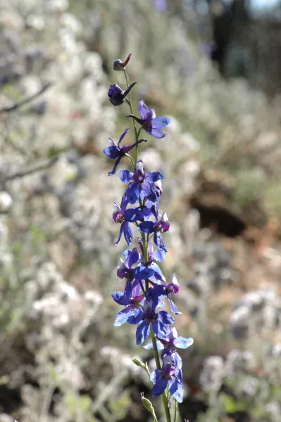 Delphinium umbraculorum