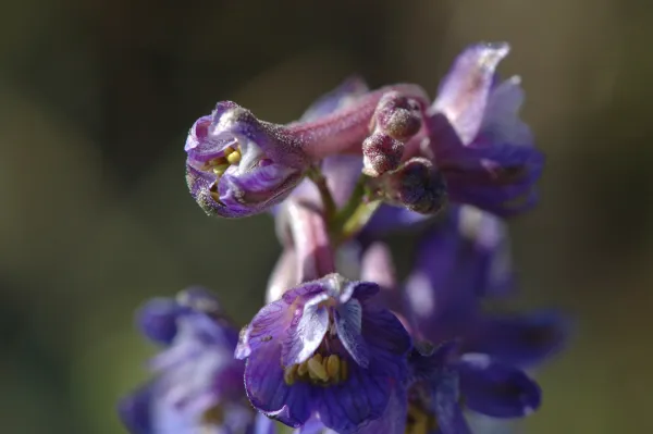 Delphinium umbraculorum