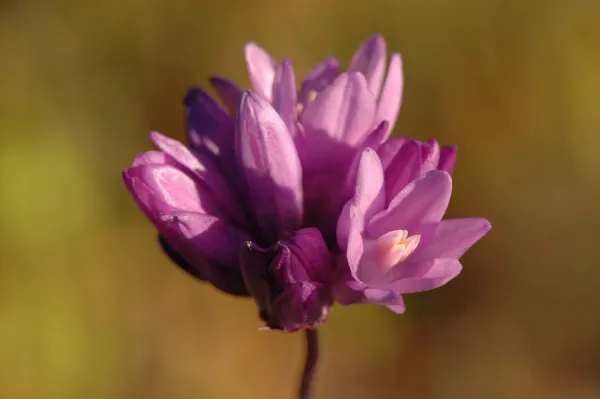 Dichelostemma capitatum