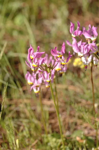 Dodecatheon clevelandii