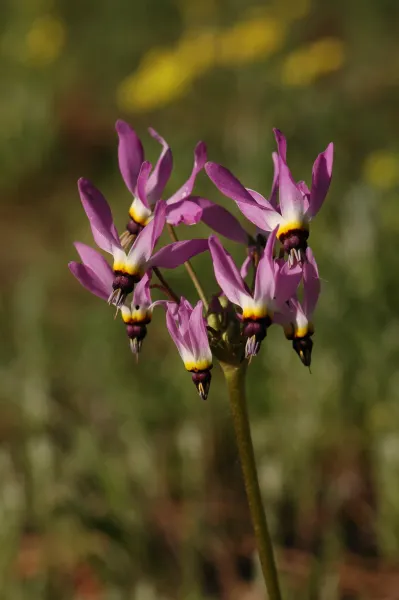Dodecatheon clevelandii