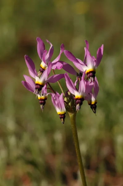 Dodecatheon clevelandii