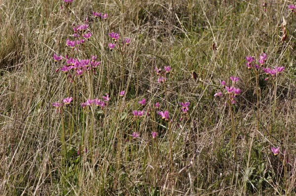 Dodecatheon clevelandii